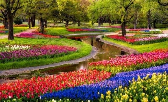 тюльпаны Амстердам