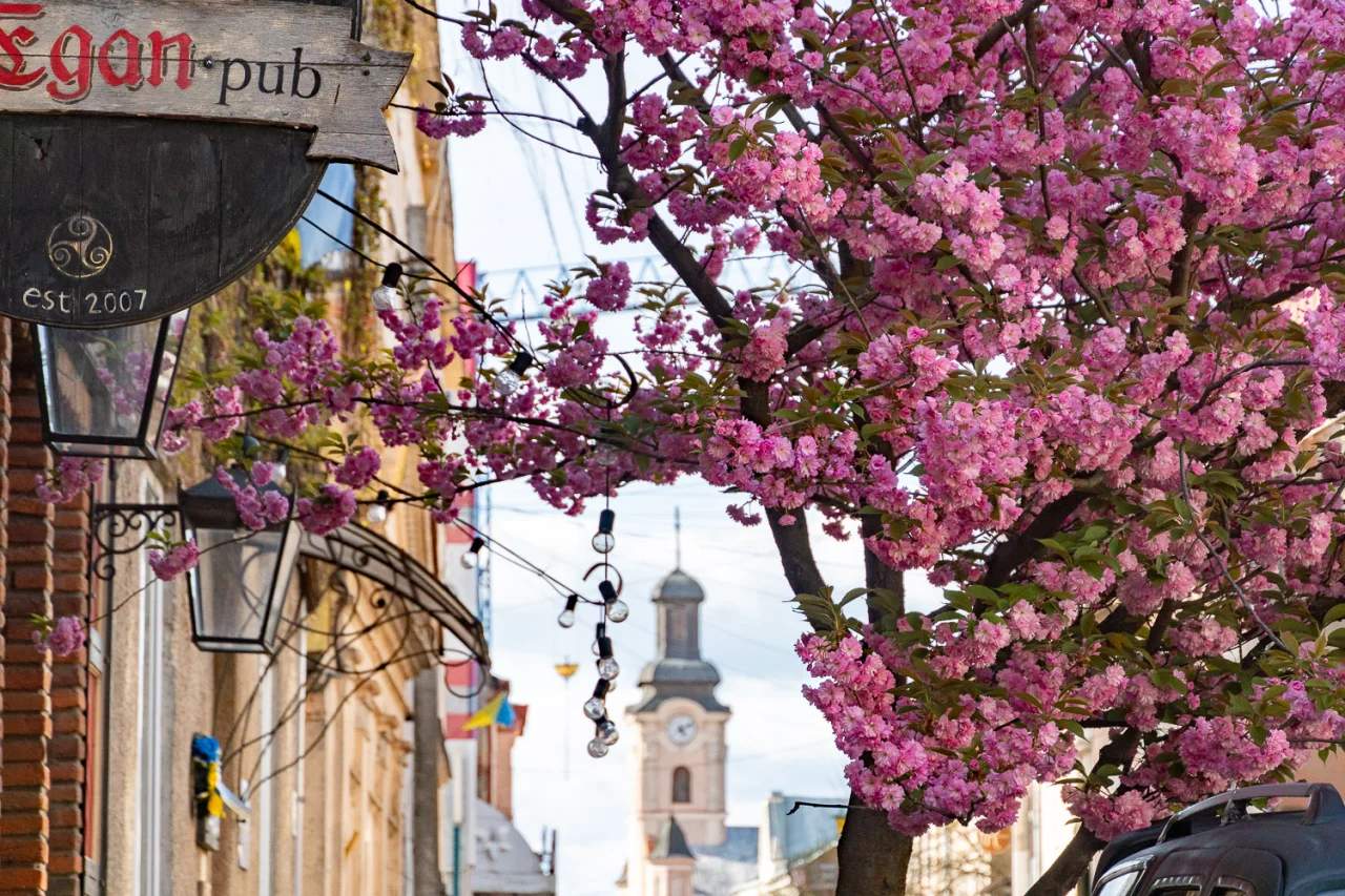 В Ужгород – на САКУРИ!